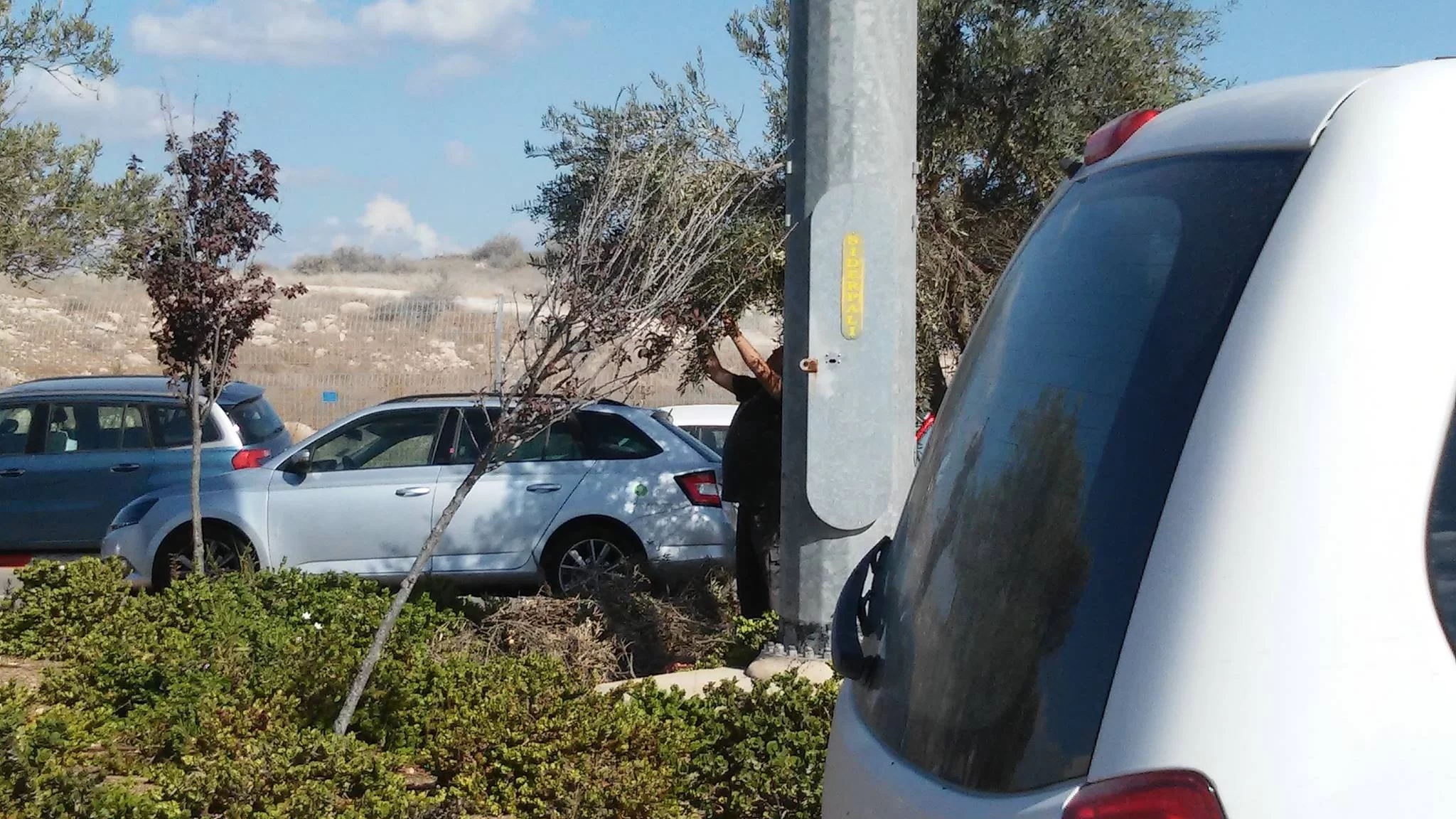 קנס על קטיפת ענפי זית