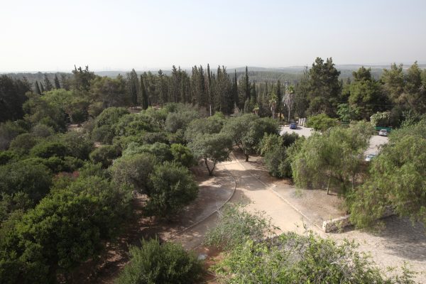 יער בן שמו ומצפה מודיעין (צילום: יוסי זמיר, ארכיון הצילומים של קק"ל)