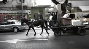 אלטעזכן (צילום: תומר אפלבאום)