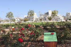 גן הוורדים במודיעין (צילום: דוברות עיריית מודיעין מכבים רעות)