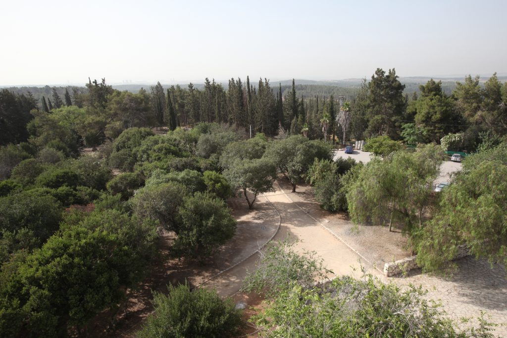 יער בן שמו ומצפה מודיעין (צילום: יוסי זמיר, ארכיון הצילומים של קק"ל)
