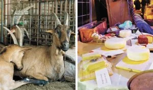 (צילומים: מתוך פייסבוק, באדיבות תיירות חבל בנימין)