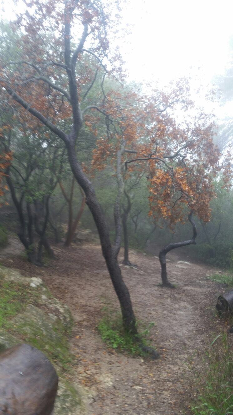שמורת המסרק (צילום: רשות הטבע והגנים)
