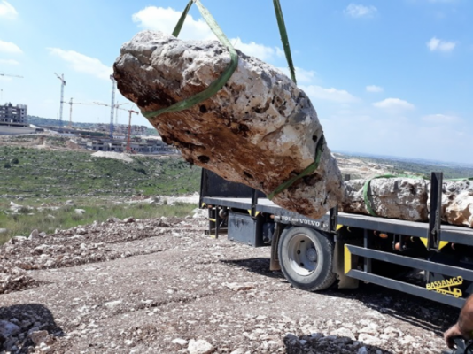 העתקת גיאופיטים בשטח שכונת מורשת החדשה במודיעין (צילום: דובורת עיריית מודיעין מכבים רעות)