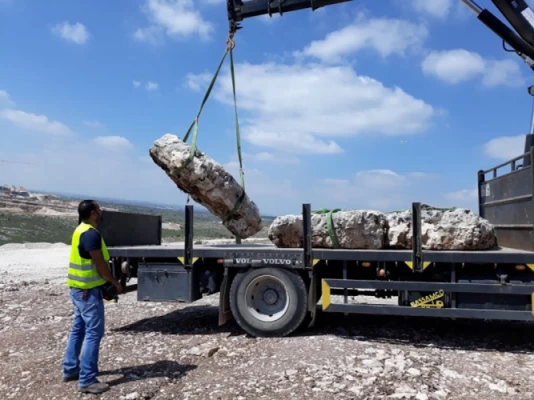העתקת גיאופיטים בשטח שכונת מורשת החדשה במודיעין (צילום: דובורת עיריית מודיעין מכבים רעות)