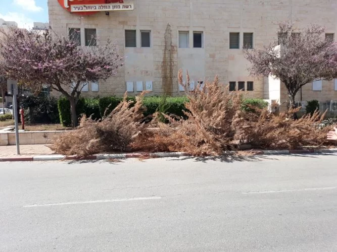 השלכת גזם במרחב הציבורי (צילום: דוברות עיריית מודיעין מכבים רעות)