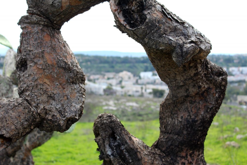 הצילום של יאיר עטיה, תלמיד כיתה ח' מבית הספר אמי"ת בנים - תחרות טבע עירוני