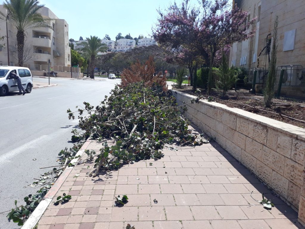 השלכת גזם במרחב הציבורי (צילום: דוברות עיריית מודיעין מכבים רעות)