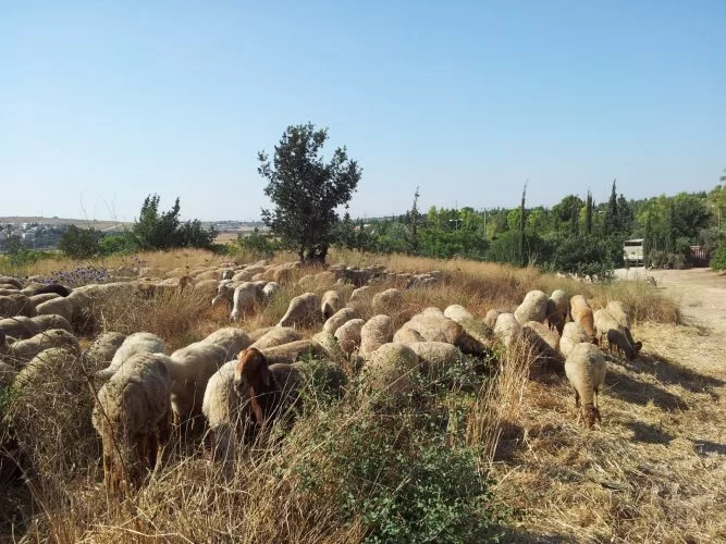 עדר הכבשים שיסייע במניעת התפשטות שריפות (צילום: דוברות עיריית מודיעין מכבים רעות)