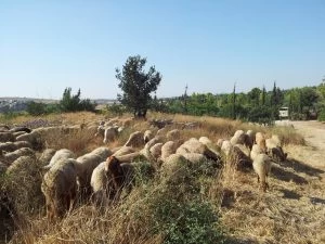 עדר הכבשים שיסייע במניעת התפשטות שריפות (צילום: דוברות עיריית מודיעין מכבים רעות)