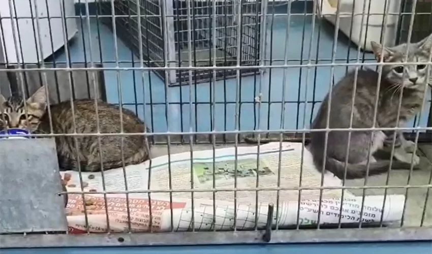 החתולים אצל הווטרינר העירוני (צילום: דוברות עיריית מודיעין מכבים רעות)
