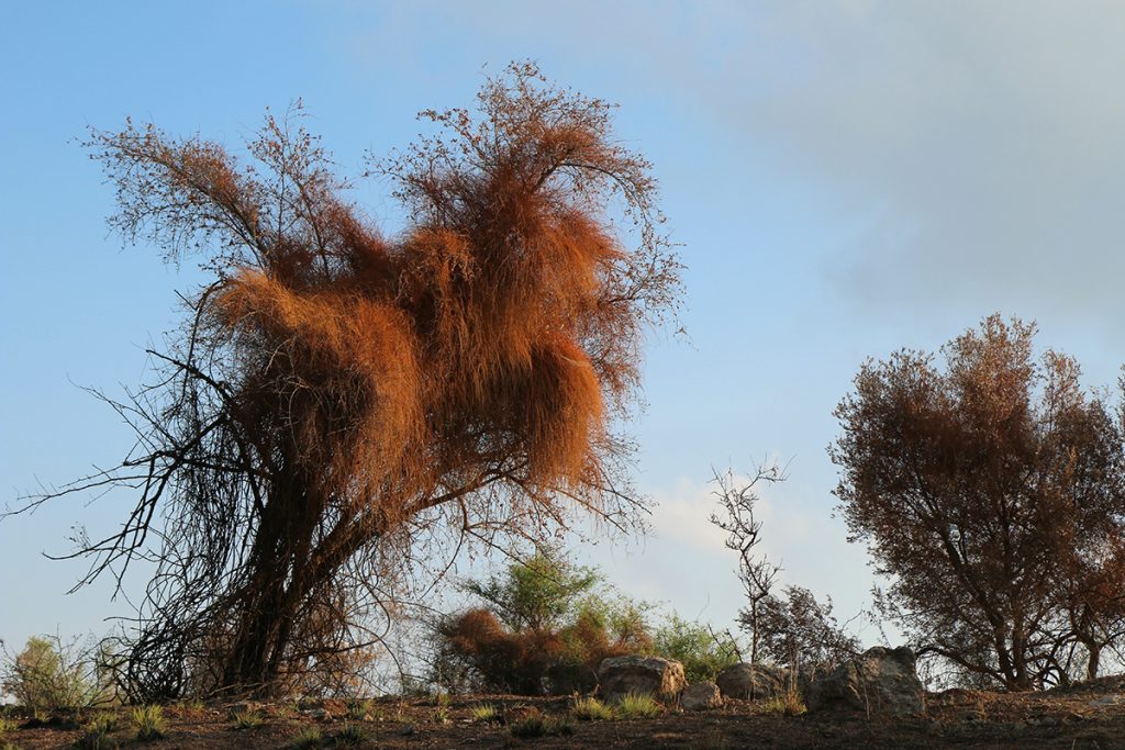 מתוך תערוכת מחול האש (צילום: שרה גולד)