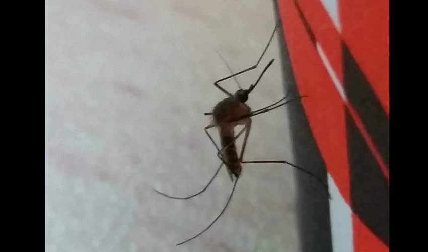 יתוש הקולקס (צילום: הגר סבטי, רשות הטבע והגנים)