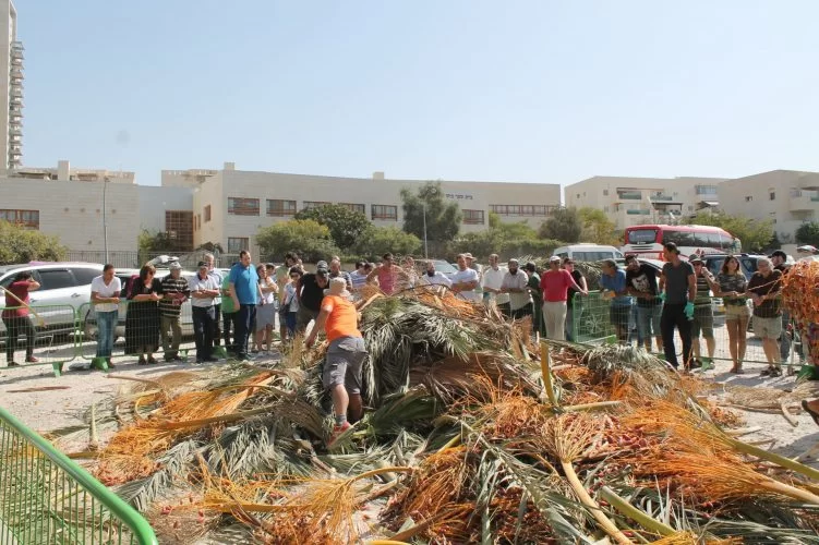 חלוקת סכך לתושבים (צילום: דוברות עיריית מודיעין מכבים רעות)
