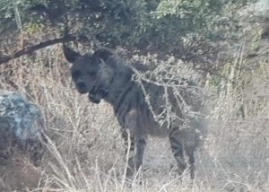 הצבועה בתיתורה (צילום: דוברות עיריית מודיעין מכבים רעות)