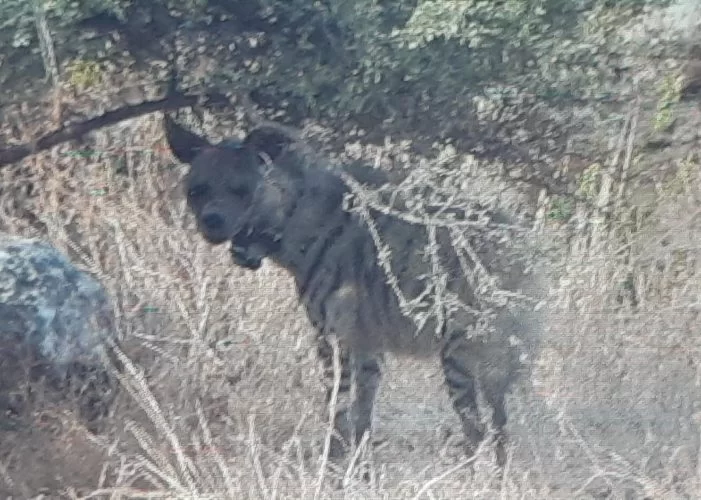 הצבועה בתיתורה (צילום: דוברות עיריית מודיעין מכבים רעות)