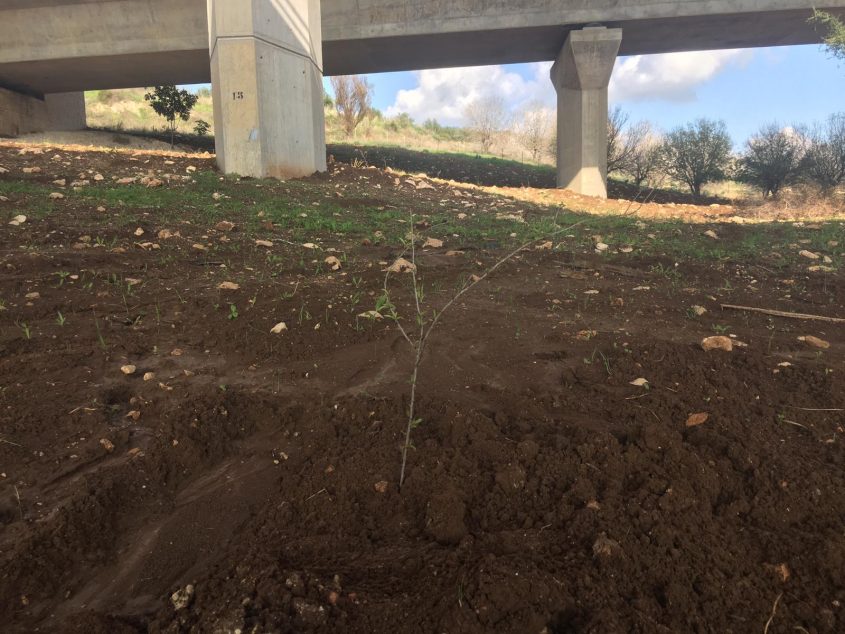 נטיעת עצים בנחל ענבה (צילום: דוברות עיריית מודיעין מכבים רעות)