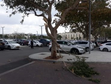 פגיעה בעץ (צילום: דוברות עיריית מודיעין מכבים רעות)