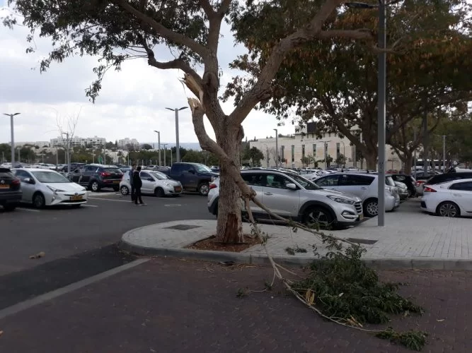 פגיעה בעץ (צילום: דוברות עיריית מודיעין מכבים רעות)