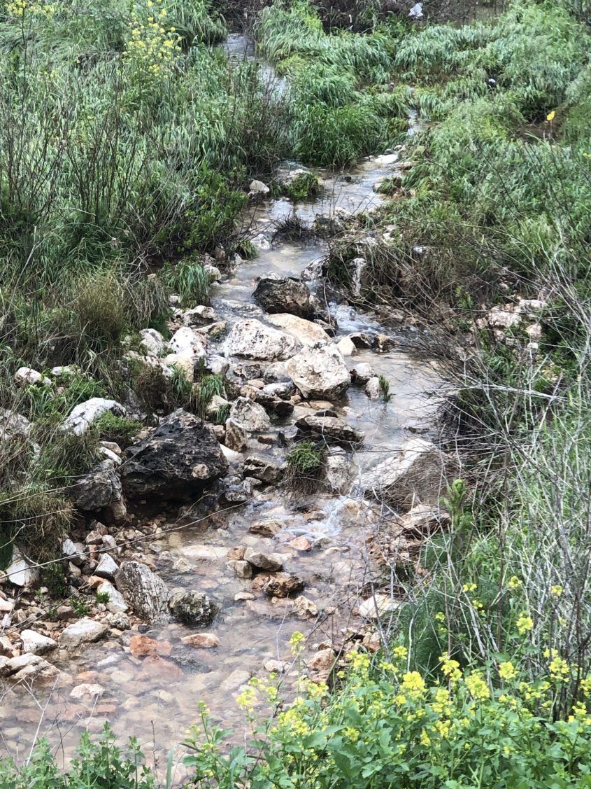 ואדי ענבה (צילום: דוברות עיריית מודיעין מכבים רעות)