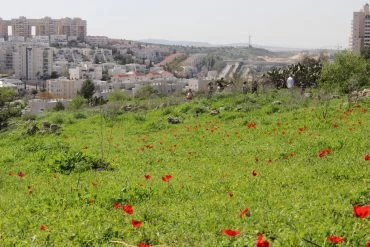 חוגגים אביב בגבעת התיתורה (צילום: דוברות עיריית מודיעין מכבים רעות)
