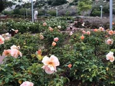 גן הוורדים במודיעין (צילום: דוברות עיריית מודיעין מכבים רעות)