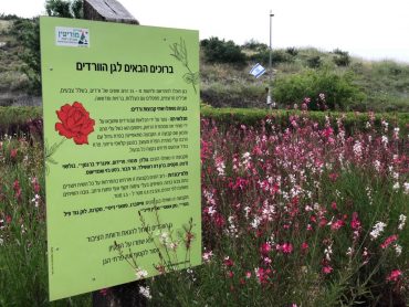 גן הוורדים במודיעין (צילום: דוברות עיריית מודיעין מכבים רעות)