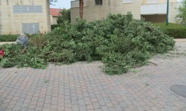 עץ החרוב (צילום: דוברות עיריית מודיעין מכבים רעות)