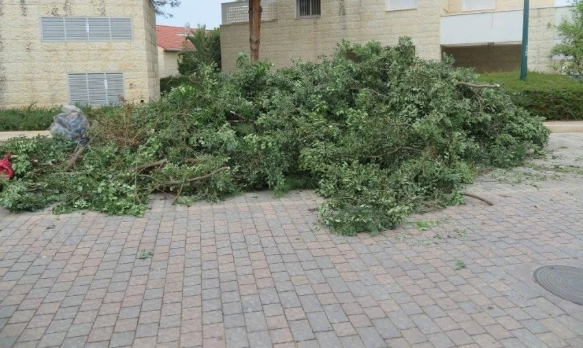 עץ החרוב (צילום: דוברות עיריית מודיעין מכבים רעות)