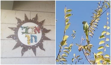 התוכי ששוחרר, שלט בית הספר אבני חן (צילומים: צוות בית הספר אבני חן, חפצי קופלה)