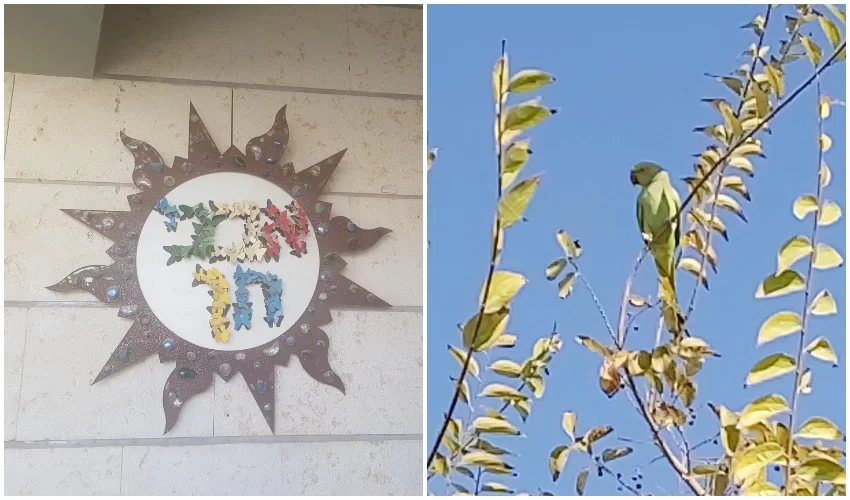 התוכי ששוחרר, שלט בית הספר אבני חן (צילומים: צוות בית הספר אבני חן, חפצי קופלה)