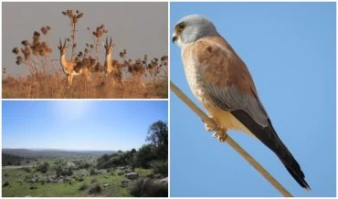 בז אדום, צבי ארץ ישראל, תצפית באזור רגב וחרובה(צילומים: יהודית קאופמן, דורון אלפיה, טלי קדמי)