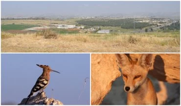 מבט לכביש 443 מהגבעה, שועל מצוי בתיתורה,דוכיפת במודיעין (צילומים: טלי קדמי, החברה להגנת הטבע, דורון אלפיה, דורון אלפיה)
