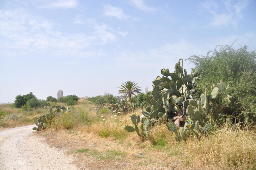 שביל בתיתורה (צילום: טלי קדמי, החברה להגנת הטבע)