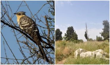 גבעת הברושים, קוקייה מצויה (צילומים: טלי קדמי, החברה להגנת הטבע, דורון אלפיה)