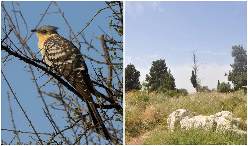 גבעת הברושים, קוקייה מצויה (צילומים: טלי קדמי, החברה להגנת הטבע, דורון אלפיה)