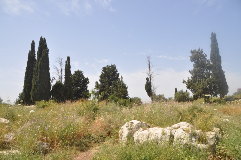 גבעת הברושים (צילום: טלי קדמי, החברה להגנת הטבע)