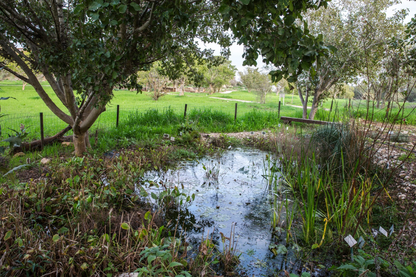 נאות קדומים (צילום: אלדד מאסטרו)