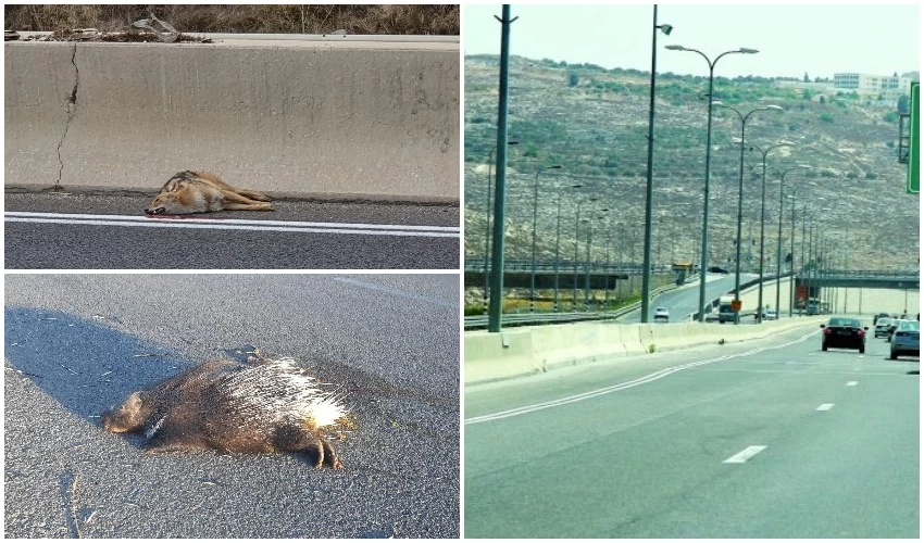 כביש 443, תן ודורבן (צילומים: ארנון בוסאני, גדעון בכר, תושבים משפיעים במודיעין)