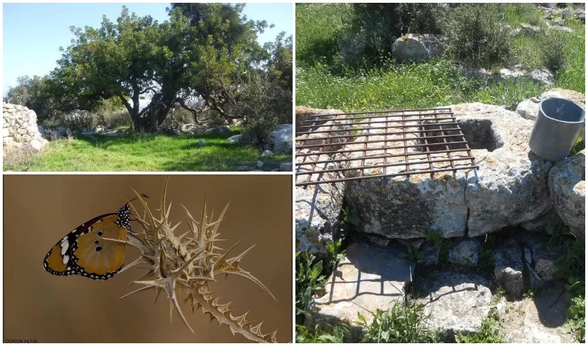 גבעת שר, דנאית הדורה (צילום: ארכיון החברה להגנת הטבע טלי קדמי, החברה להגנת הטבע, דורון אלפיה)