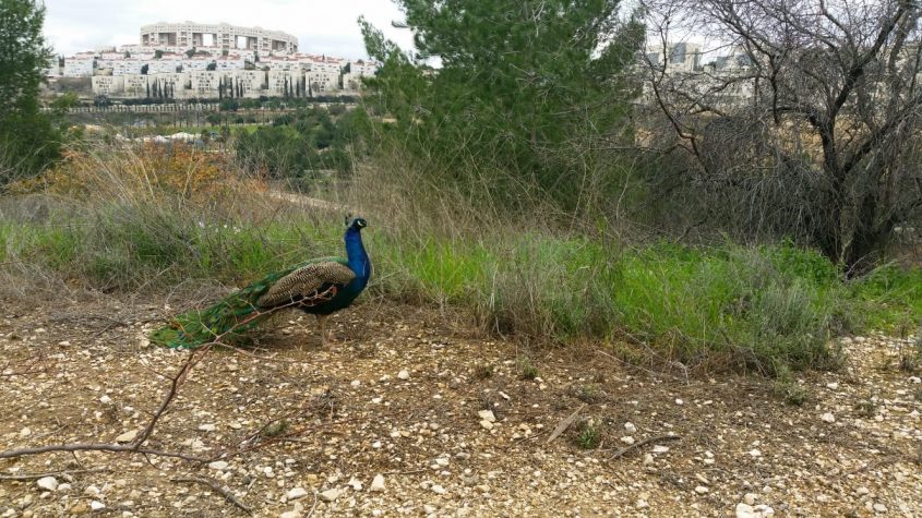 הטווס בסמוך לטיילת (צילום: פרטי)