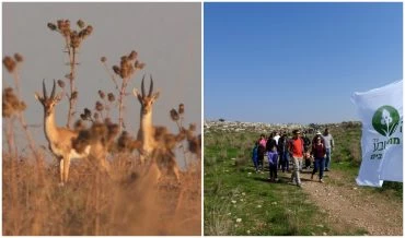 מטיילים בגבעות הדרומיות, צבאים במודיעין (צילומים: דב גרינבלט החברה להגנת הטבע, דורון אלפיה)