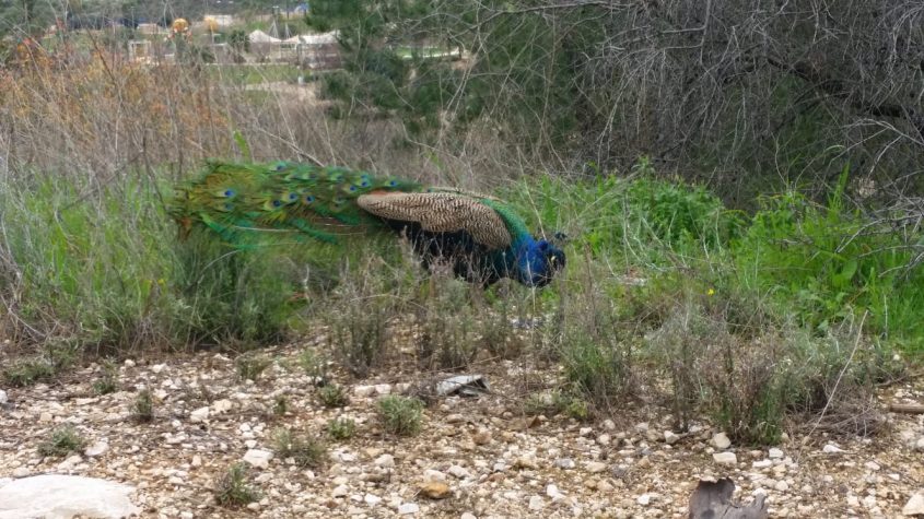 הטווס בסמוך לטיילת (צילום: פרטי)