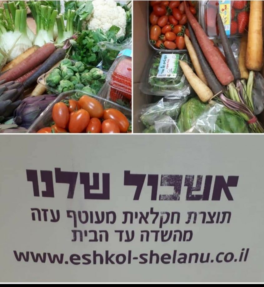 אשכול שלנו (צילום: חיים בכר)