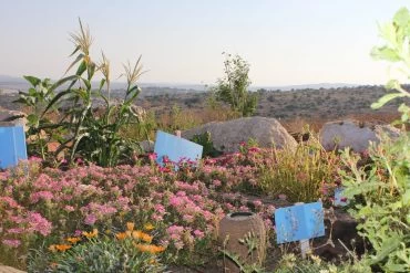 גינה קהילתית (צילום: דוברות עיריית מודיעין מכבים רעות)