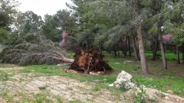 עצים קרסו בסערה (צילום: זוסיה פרקל)