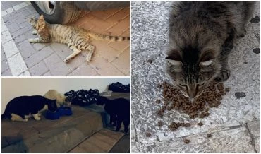 חתולי הקהילה במודיעין (צילום: פרטי)