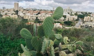 זוכה המקום הראשון בבתי הספר היסודיים -תחרות ילד. טבע. עיר (צילום: עומר סין מליה)