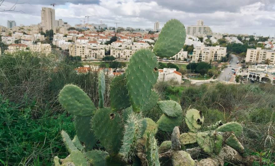 זוכה המקום הראשון בבתי הספר היסודיים -תחרות ילד. טבע. עיר (צילום: עומר סין מליה)