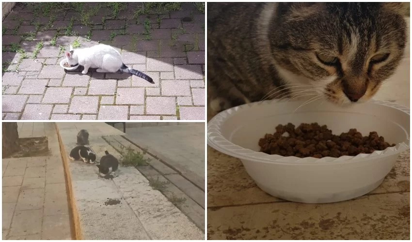 האכלת חתולים בימי קורונה (צילומים: פרטי)